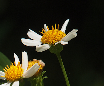 [A very close view from the side of the flower. Eight white petals surround a mound of yellow. Coming from the mound are thin yellow spikes which presumably are the needles in the name of the flower.]